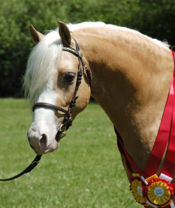 Wedderlie Mardi Gras - Welsh Show Pony